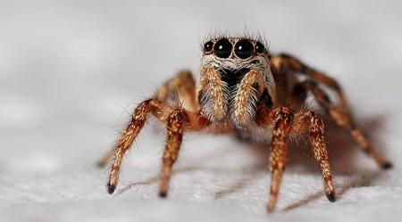 how-to-keep-spiders-away-while-sleeping