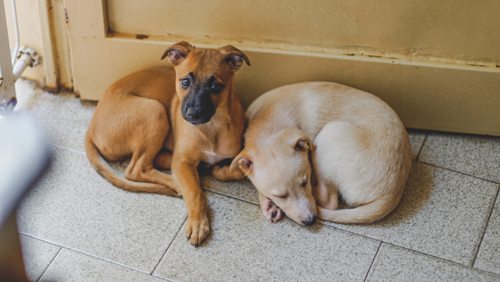 how-to-clean-dog-urine-from-tile-grout