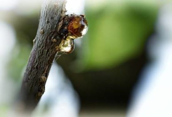 How to Get Tree Sap Out of Hair and Clothing with Easy-to-Find Ingredients