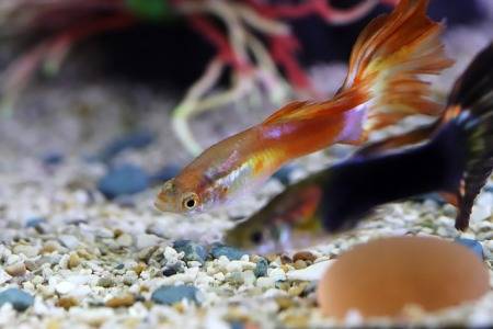 how-to-clean-a-fish-tank-without-a-gravel-vacuum