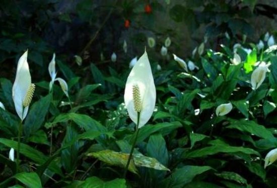 Peace Lily Clean Air: Scientific Evidence for That