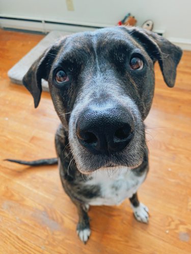 how-to-remove-dog-scratches-from-hardwood-floors