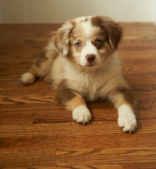 remove-dog-hair-from-hardwood-floors