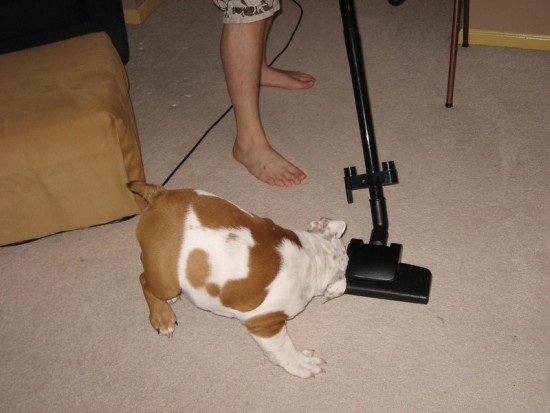 how-to-make-vacuum-not-smell-like-dog