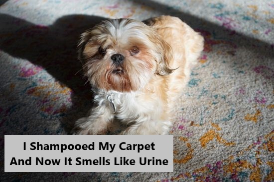 i-shampooed-my-carpet-and-now-it-smells-like-urine