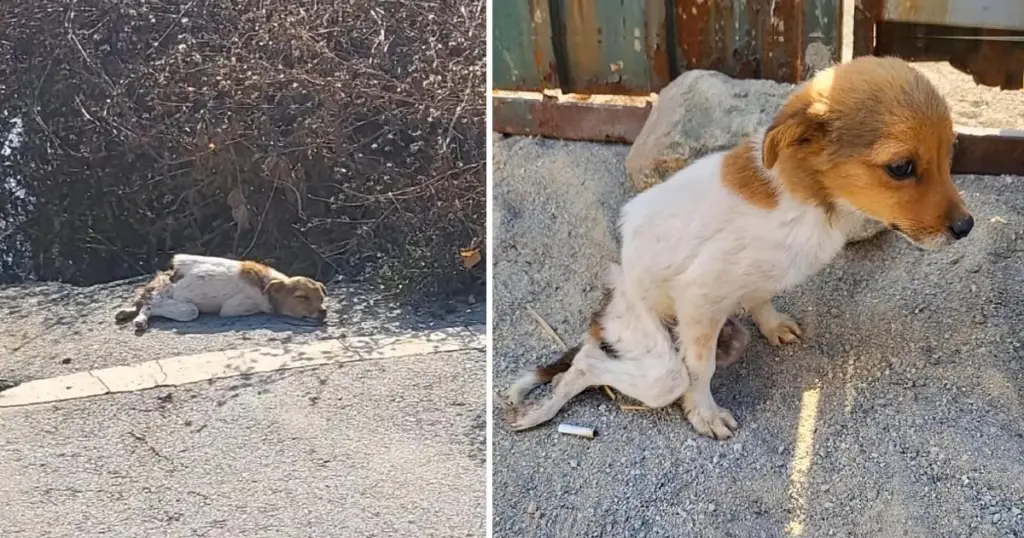 Abandoned and Alone: Helpless Dog Waits by Roadside, Begging for Help ...