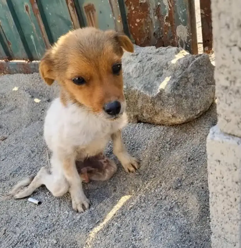 Abandoned and Alone: Helpless Dog Waits by Roadside, Begging for Help ...