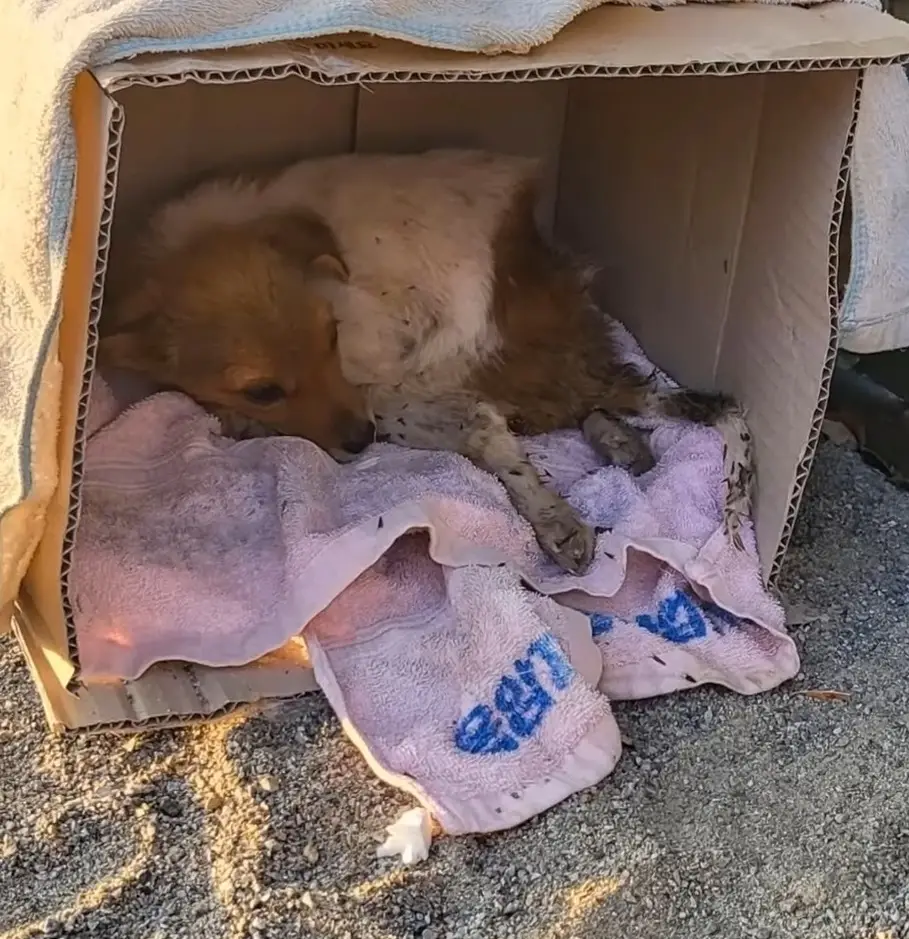 Abandoned and Alone: Helpless Dog Waits by Roadside, Begging for Help ...