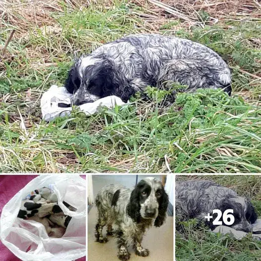 Dramatic Rescue: Dog's Emotional Suffering Revealed Through ...