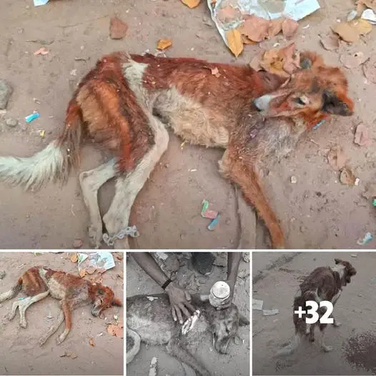 Rising from Despair: The Incredible Fortitude of an Emaciated Dog in a ...