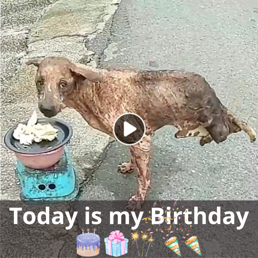 An Unforgettable Dog Birthday: Lots of Love, But No Wishes