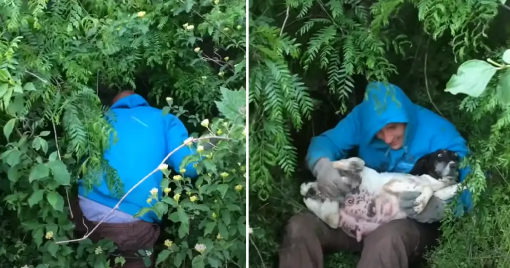 A Compassionate Passerby Finds a Pregnant Stray Dog Hidden in the ...