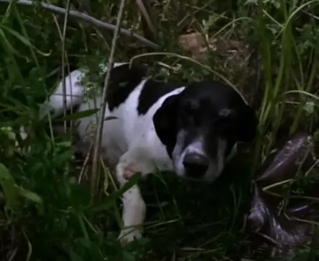 A Compassionate Passerby Finds a Pregnant Stray Dog Hidden in the ...