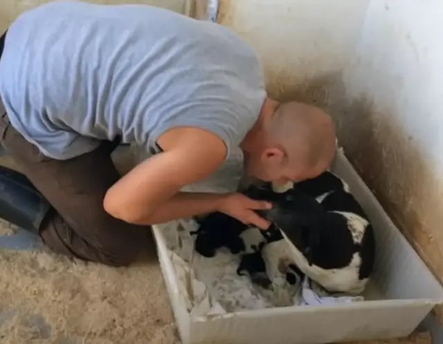 A Compassionate Passerby Finds a Pregnant Stray Dog Hidden in the ...