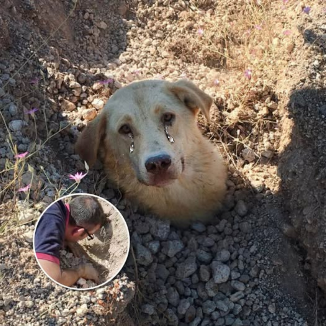 Buried In Despair: The Heartbreaking Cry Of A Mother Dog Who Refused To ...