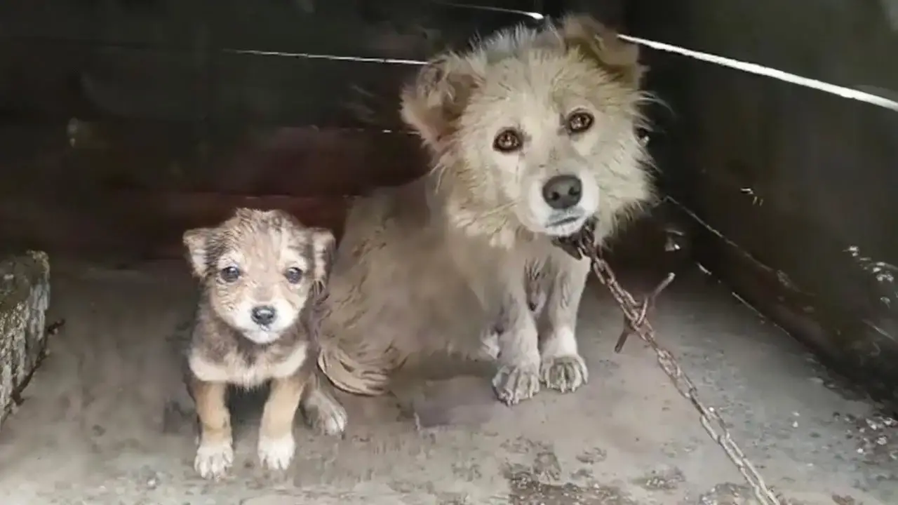 A Mother’s Silent Plea: Chained, Starving, and Desperate to Save Her ...