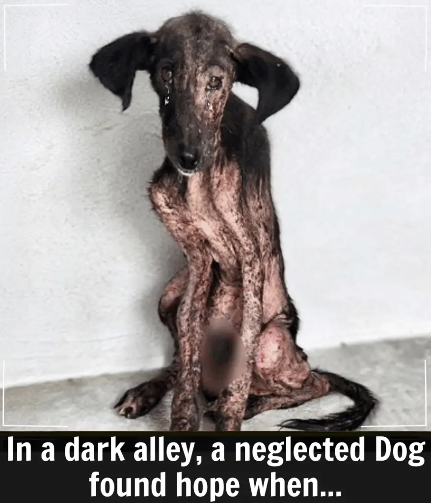 From Shadows to Sunshine: The Resilient Journey of a Neglected Dog’s ...